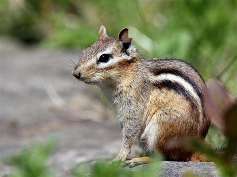 Does Irish Spring Soap Repel Squirrels? (Quick Facts!)