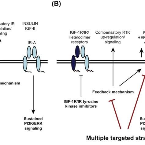 Igf Signaling Pathway Inhibition And Signaling Rewiring Routes A