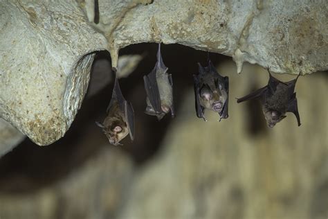 I Am A Bat Scientist Working To Prevent The Next Pandemic Newsweek