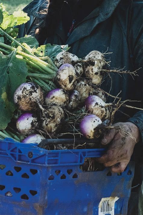 What to grow: 5 Fast-Growing Food Plants : The Gardener