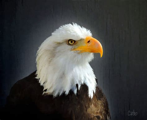 Bald Eagle A Digital Painting Of The American Bald Eagle Bald