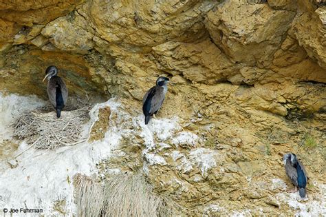 Spotted Shag Joe Fuhrman Photography