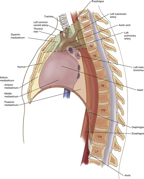 Surface Anatomy And Surface Landmarks For Thoracic Surgery Part II