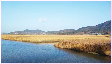 韓國全羅南道順天市【順天灣濕地】永續保護自然生態；四度造訪白頭鶴多出許多 傑菲亞娃 Jeffia Fang