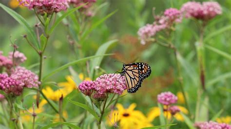 The Best Time Of Year To Sow Milkweed Seeds For A Bountiful Butterfly ...