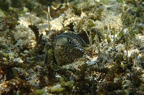 Gymnothorax Pictus Paintspotted Moray Snorkeling Report