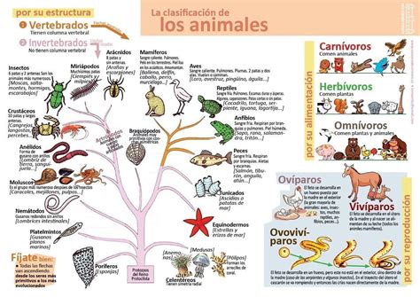 Arriba 64 Imagen Mapa Mental Del Reino Animalia Abzlocalmx