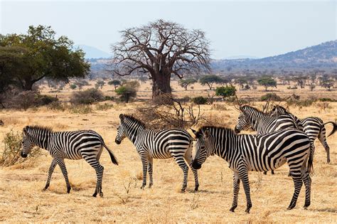 Zebras Equus Quagga With Baobab License Image Lookphotos