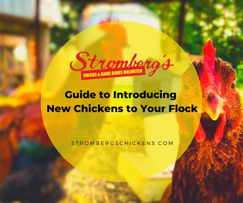 Guide To Introducing New Chickens To Your Flock Strombergs