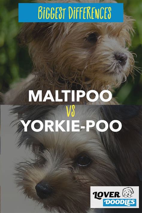 Maltipoo And Yorkiepoo What Are The Differences Perrito Yorky