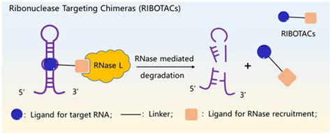 Molecules Free Full Text Noncoding Rnas Emerging As Drugs Or Drug Targets Their Chemical