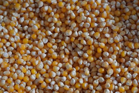 The Different Types of Corn: Best Varieties for your Home Garden | Sow ...