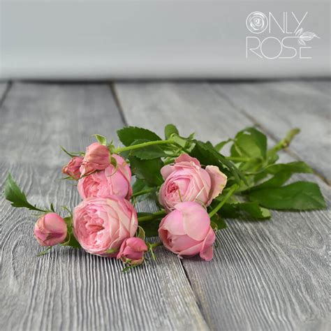 Роза Эль Торо купить Киев | Onlyrose