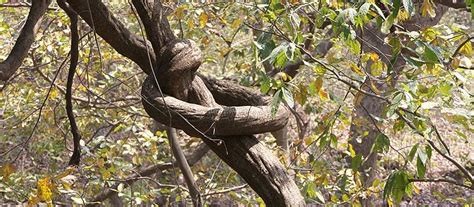 Explainer Woody Climbers Lianas Embody The Inter Connectedness Of A