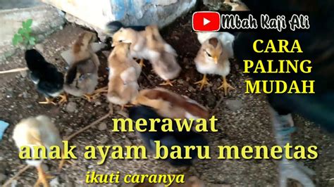 Cara Termudah Merawat Anak Ayam Kampung Asli Yang Baru Menetas Youtube