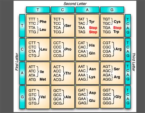 Solved Question 5a Amino Acid Sequence Translate Your Rna