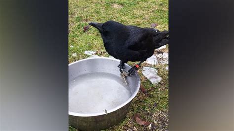 Canadian Police Chase Famous Knife Stealing Crow For Tampering With