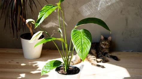 Qu Plantas No Se Pueden Tener Dentro De La Casa Evita Riesgos