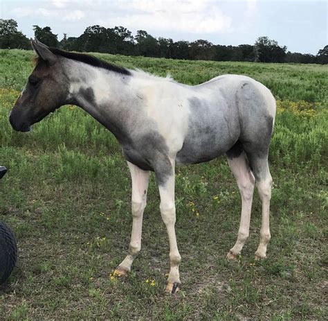 Blue Roan Tobiano Foal | American paint horse, Baby horses, Blue roan horse