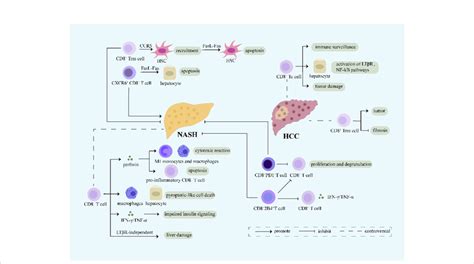 Role Of Cd8 T Cell Cd8 T Cells Expressing Various Receptors On The