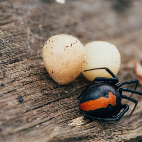 Inside Black Widow Spider Eggs