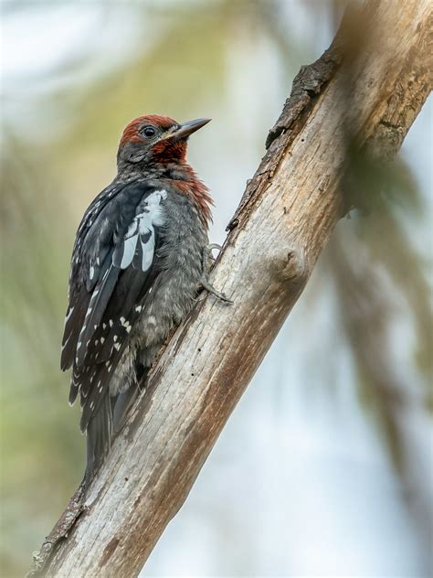 Red Breasted Sapsucker Female Tony Spane Flickr