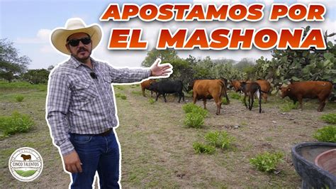 Apostamos Por El Mashona Rancho Cinco Talentos Zacatecas