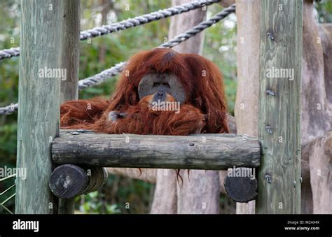 Orangutan, Miami Zoo, Florida Stock Photo - Alamy