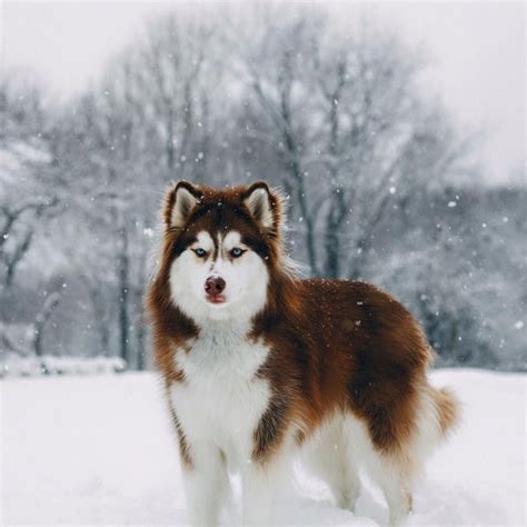 Red Siberian Husky | Siberian husky, Siberian husky funny, Husky dog ...