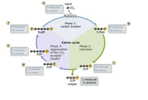 Calvin Cycle Regeneration