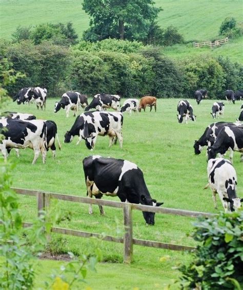 Cow Cultivation Methods: A Comprehensive Guide - FnB Farm : FnB Farm