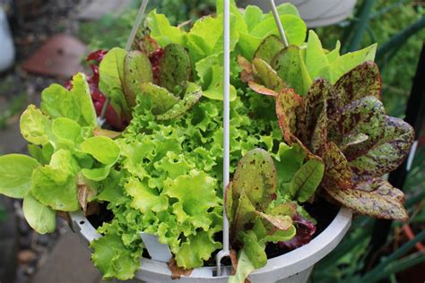 Du Mesclun Dans Son Jardin Un Potager Pour Votre Balcon