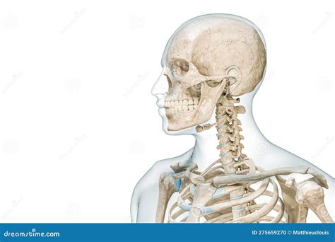 Upper Body Skeleton With Head And Skull Profile View 3d Rendering Illustration Isolated On White