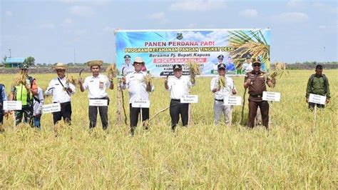 Apresiasi Hasil Petani Pj Bupati Kapuas Erlin Hardi Lakukan Panen