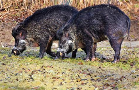 Wie Viel Wiegt Ein Wildschwein Waldpedia De