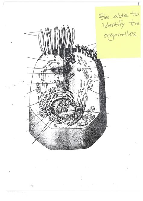 organelles Diagram | Quizlet