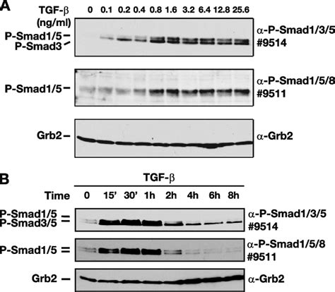 Differential Regulation Of Tgf Induced Phosphorylated Smad