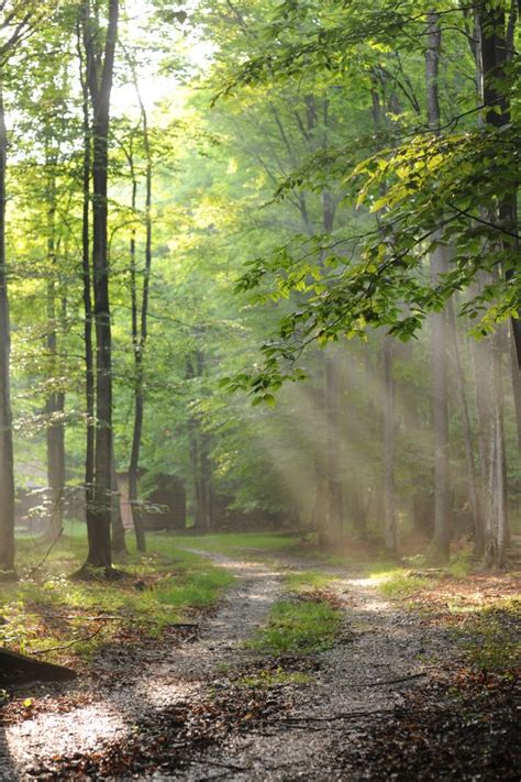 Free Images Tree Nature Path Pathway Grass Wilderness Light