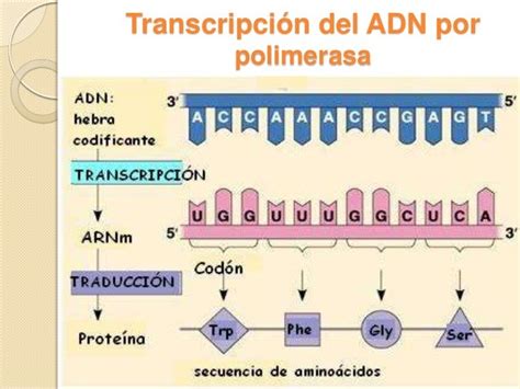 Transcripcion Del Adn