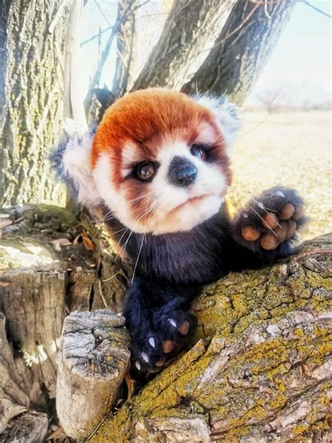 Dorian Red Panda By Olga Nau Tedsby