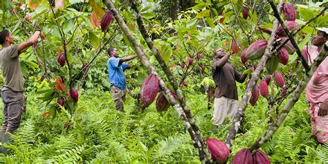 La saga du cacao contée par les chemins d Afrique