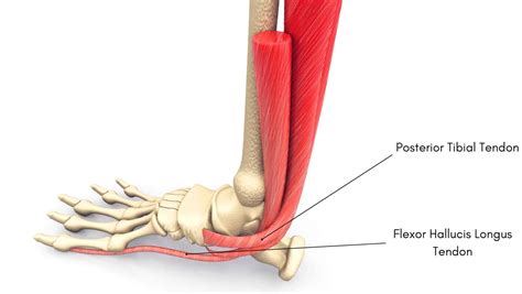 Ankle Tendons: Anatomy, Attachments and Function by a Specialist