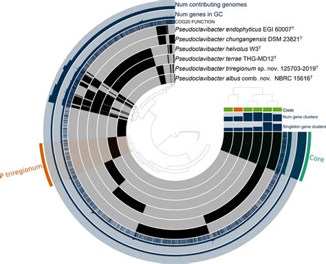 Pangenome Analysis Of Pseudoclavibacter Genomes From Anvio Pangenomics