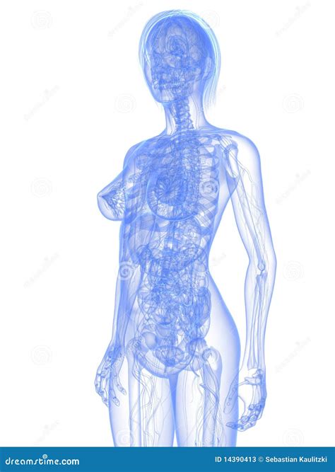 Female Anatomy Stock Illustration Illustration Of Anatomy 14390413