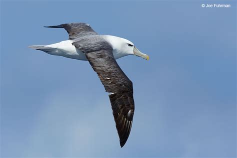 White Capped Albatross Joe Fuhrman Photography