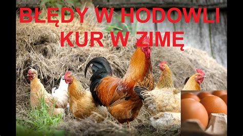 Odcinek 1224 NAJCZĘSTSZE BŁĘDY W HODOWLI KUR ZIMĄ YouTube