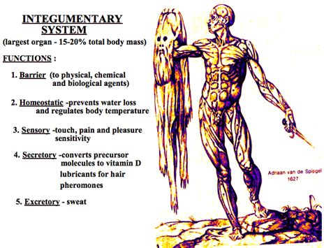 How Does Integumentary System Work With Other Systems At Veronica Schneider Blog