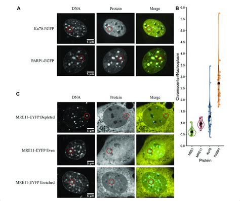 Dna Damage Sensors Parp1 And Ku70 Are Enriched In Chromocenters While