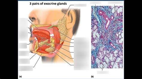 Pairs Of Exocrine Glands Diagram Quizlet