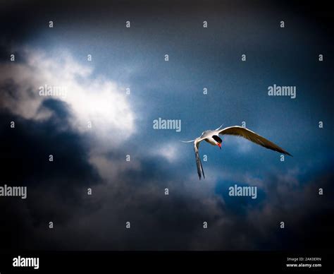 Tern in Flight Stock Photo - Alamy